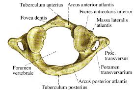 Maybe you would like to learn more about one of these? Abbildung 7 9 Atlaswirbel Mit Den Anatomischen Flachen Nach Putz 00a Download Scientific Diagram