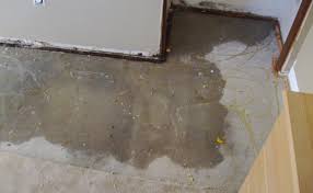 On drywall, black mold appears as black patches on the surface. What Happens When Drywall Gets Wet And What You Should Do About It Green Clean Care Minneapolis Mn