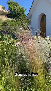 Image result for Elionurus