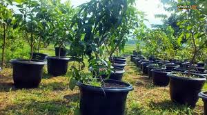 Kuncinya adalah pilih bibit yang bagus, letakkan pot di tempat saya akan memandu anda menanam buah naga dalam pot, urut dan lengkap. Cara Tanam Buah Dalam Pot Polyback Video Dailymotion