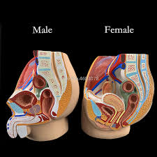 Zonal anatomy adapted for sector map. Sagittal Pelvic Anatomy Model For Male And Female Male Reproductive Organ Model Female Reproductive System Uterus Model Educational Equipment Aliexpress