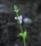 Image result for Equilabium stenosiphon