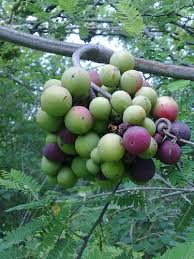 Image result for Ampelocissus