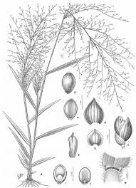 Image result for Panicum madipirense