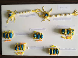 3 D Clay Model Of Neurons Including A Detailed Depiction Of Action Potential Nervous System Projects Cells Project Cells Lesson