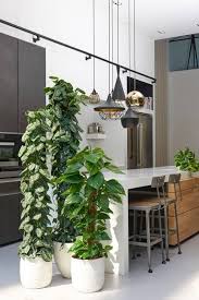 Pin By Luke Nichols On Office Re Decoration Interior Plants Plant Decor Indoor Plants