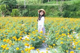 Selain itu, bunga marigold juga dianggap sebagai bunga sakral bagai umat hindu di bali karena kisah yang pernah beredar. Mencumbu Jutaan Bunga Di Desa Belok Bali Okezone Travel