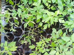 Image result for tomato seedling damping off