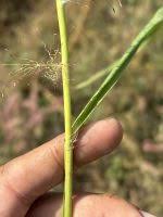 Image result for Eragrostis phyllacantha