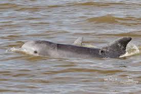 Maybe you would like to learn more about one of these? Galveston S Bottlenose Dolphins Have Puzzling Ailments Since Harvey Texas Standard