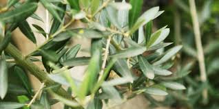 With potted trees, it is best to use less but replenish it more often due to the higher level of nutrient leaching via the pot. Plant An Olive Tree In Your Garden Eden Project Cornwall