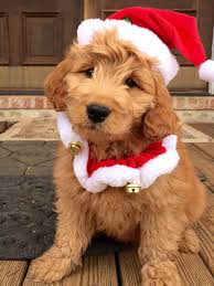 North carolina labradoodle puppies for sale, labradoodle breeders north carolina, australian labradoodle breeders east coast. Gorgeous Goldendoodles Home Page
