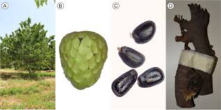 Image result for Annona cherimola