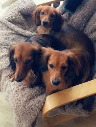 Check spelling or type a new query. Red Miniature Long Haired Dachshunds Clever Dog Dachshund Dog Dachshund Breed