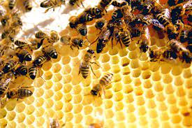 There is so much to do one could never get bored! The Bee Removers Home Facebook
