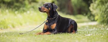 Browse thru our id verified puppy for sale listings to find your perfect puppy in your area. 9 Striking Black And Tan Dog Breeds Purina