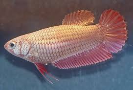 The red dragon has metallic white and red fins right? Female Betta Fish Color Variations