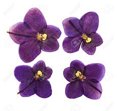 We did not find results for: Set Of Pressed And Dried Violet Flowers Saintpaulia Isolated Stock Photo Picture And Royalty Free Image Image 83089304