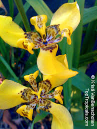 How i propagate my walking iris plant by the offshoots after it flowers. Neomarica Longifolia Trimezia Martinicensis Yellow Walking Iris Apostle Plant Martinique Trimezia Toptropicals Com