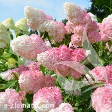Image result for hydrangea paniculata vanille fraise