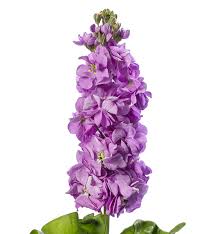 Image result for Matthiola