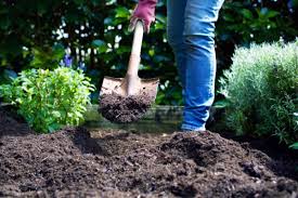 We did not find results for: 3 Ways To Prepare Soil For Planting Brown Thumb Mama