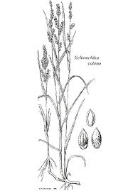 Image result for Echinochloa colona