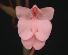 Image result for Habenaria peristyloides