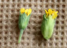 Image result for Synedrella nodiflora