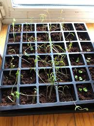 It will also be easier to find if you start seeds in very small containers or plastic flats, you'll need to transplant seedlings into slightly larger pots once they have their first set of true leaves. Gardening For Beginners 10 Easy Steps To Sowing Seeds Dengarden