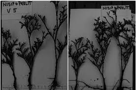 Image result for cuttings thujas