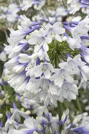Image result for Agapanthus codii