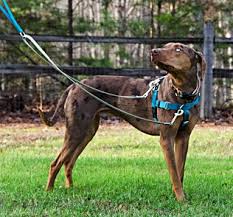 Freedom No Pull Dog Harness Purchase Direct From The