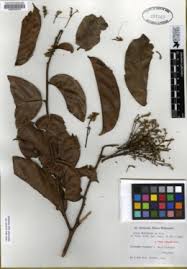 Image result for Dactyladenia gilletii