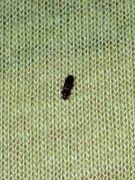 Scheint im moment wieder so zu sein. Was Sind Das Fur Insekten Im Bett