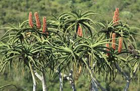 Image result for Aloidendron barberae