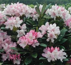 Pin On Rhododendron