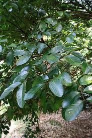 Image result for Glenniea