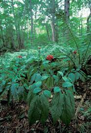 12 Gensing Ideas Ginseng Plant Growing Ginseng Ginseng
