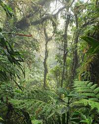 Rainforest In Monteverde Costa Rica Beautifulnature Naturephotography Photography Earthporn Tra Nature Photography Rainforest Photography Jungle Forest