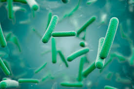 Image result for Macrolide