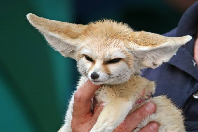 Mga resulta ng larawan para sa Fennec Fox, ten month old"