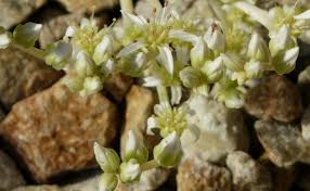 Lady fingers plant (dudleya edulis) is a succulent plant with delicate, rounded leaves about the width of a pencil. Dudleya Edulis San Diego Dudleya