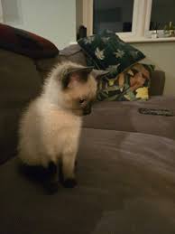 Are ragdolls known to be smart?