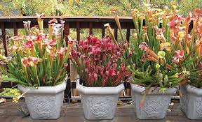 Trap formation and retention on pitcher plants is directly related to humidity. Growing Environments Icps