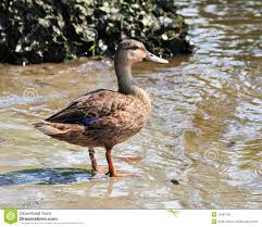 mottled duck anas fulvigula stock photo image of wading