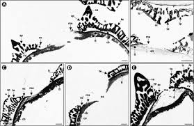 Image result for Philyrophyllum schinzii