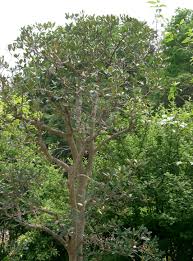 Image result for Balthasaria