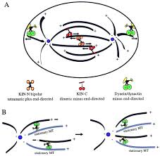 In such cells, during spindle formation, a clear zone appears around the nucleus. Motor Function In The Mitotic Spindle Minireview Cell