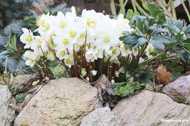 Le principal symptôme d'helleborus niger est une sorte d'anesthésie ou d'engourdissement. Christmas Rose Helleborus Niger How To Plant And Care Plantopedia